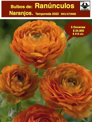 5 Docenas de Bulbos de Ranúnculos Color: Naranjo. Size: 5/6