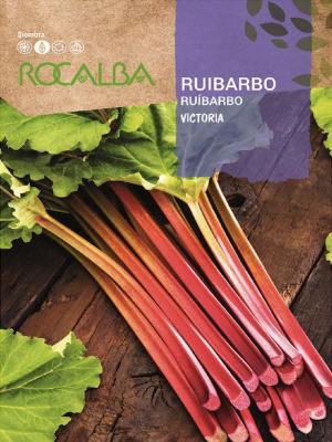 Ruibarbo, Semillas