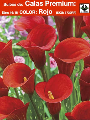 Calas Color. Rojo    Size: 18/20