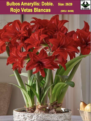 Amaryllis  Exclusivos Color: Rojo Doble Vetas Finas Blancas. Size: 26/28
