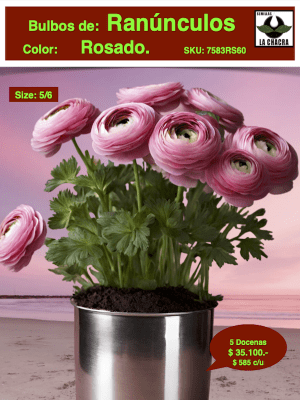 5 Docenas de Bulbos de Ranúnculos Color: Rosados. Size: 5/6