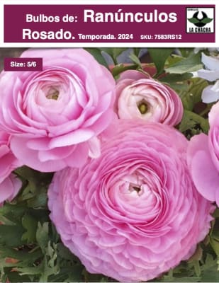 1 Docena de Bulbos de Ranúnculos Color: Rosados. Size: 5/6