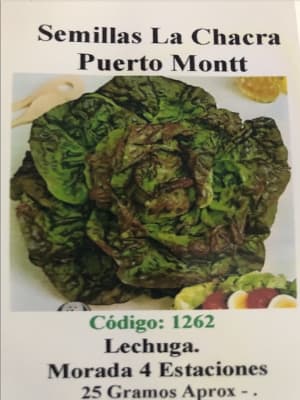 Lechuga Morada 4 Estaciones 25 Gramos