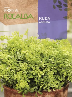 Ruda (Arruda), Semillas