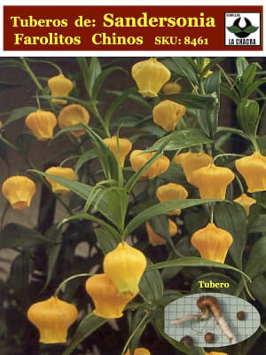 Tuberos de  Sandersonia (Farolito Chino)
