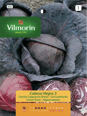 Repollo Morado. Sobre 6 Gramos