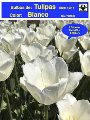 5 Docenas de Bulbos Tulipas Color: Blanco Invierno. Calibre 12-14