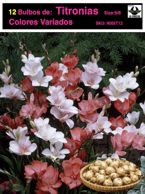 1 Docena de Bulbos Tritonia Colores variados Size 5/6