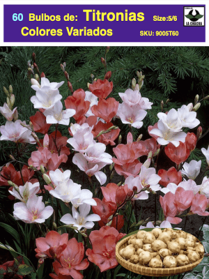 5 Docenas de Bulbos Tritonia Colores variados Size 5/6