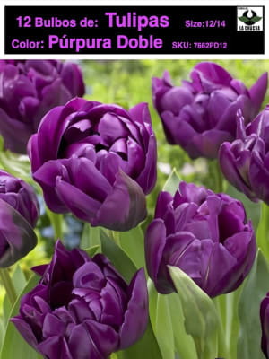 12 Bulbos Tulipas Color: Púrpura Doble. Size: 12/14