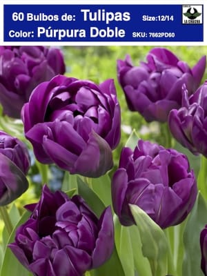 5 Docenas de Bulbos Tulipas Color: Púrpura Doble . Calibre 12-14