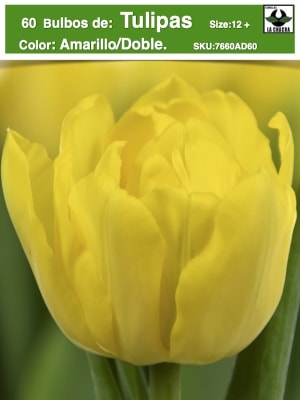 60 de Bulbos Tulipas. Color: Amarillo Doble. Size: 12+