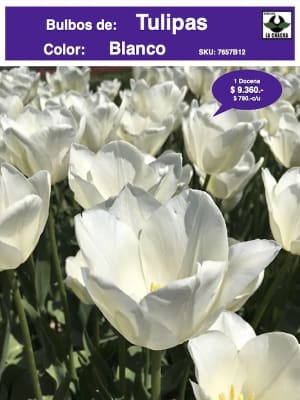 1 Docena de Bulbos Tulipas Color: Blanco Invierno . Calibre 12-14