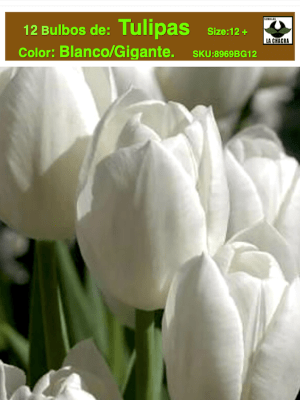 1 Docena de Bulbos Tulipas  Color: Blanco Gigante Calibre 12-14