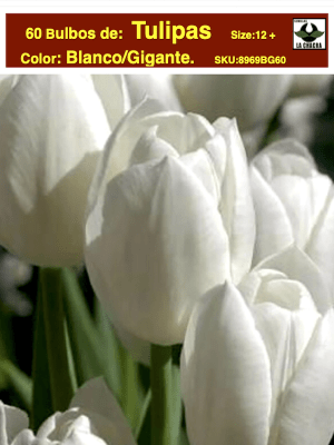 60 Bulbos Tulipas. Color: Balnco Gigante. Size: 12+