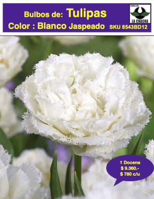 1 Docena de Bulbos Tulipas Color: Blanco Jaspeado. Calibre 12+