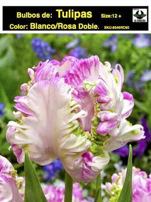 Pack 60 Bulbos Tulipas.Color: Blanco/Rosa Doble  . Calibre 12 +