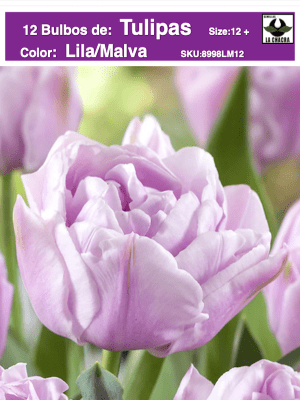 1 Docena de Bulbos Tulipas Color: Lila/Malva . Calibre 12+