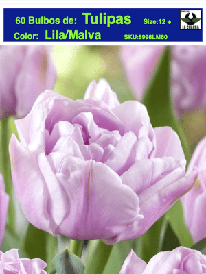 5 Docenas de Bulbos Tulipas Color: Lila/Malva . Calibre 12+