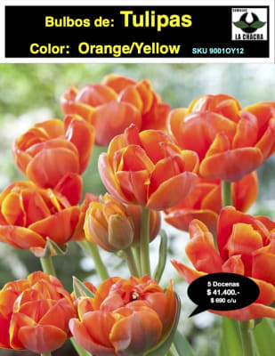 5 Docenas de Bulbos Tulipas Color: Orange Yellow. Calibre 12 +
