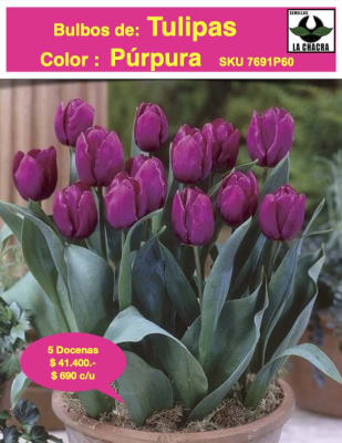 5 Docenas  de Bulbos Tulipas Color: Púrpura. Calibre 12-14