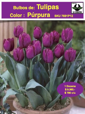 1 Docena de Bulbos Tulipas Color: Púrpura. Calibre 12-14