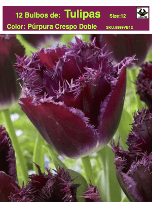 1 Docena de Bulbos Tulipas Color: Púrpura. Crespo Doble. Calibre 12-14