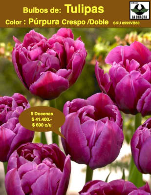 .5 Docenas de Bulbos Tulipas Color: Púrpura Doble Crespo . Calibre 12+