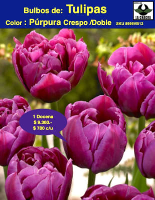 1 Docena de Bulbos Tulipas Color: Púrpura. Crespo Doble. Calibre 12-14