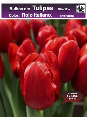 5 Docenas de Bulbos Tulipas Color: Rojo Italiano. Calibre 12-14