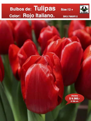 1 Docena de Bulbos Tulipas Color: Rojo Italiano . Calibre 12-14