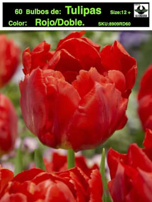 60 de Bulbos Tulipas. Color: Rojo Doble. Size: 12+