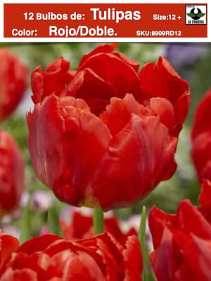 12 Bulbos Tulipas . Color. Rojo / Doble Calibre. 12-14