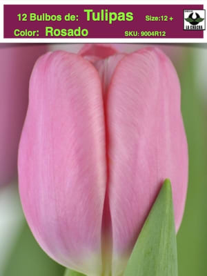 12 Bulbos Tulipas. Color: Rosado. Size: 12+