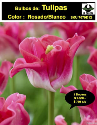 1 Docena de Bulbos Tulipas Color: Rosado/Blanco . Calibre 12 +