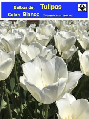 Bulbos Tulipa Color: Blanco Gigante . Calibre 12-14