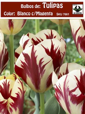 Bulbos  de Tulipa Color: Blanco  C/Magenta . Calibre 12-14