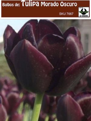 Bulbos de Tulipa Color: Morado Oscuro . Calibre 12-14