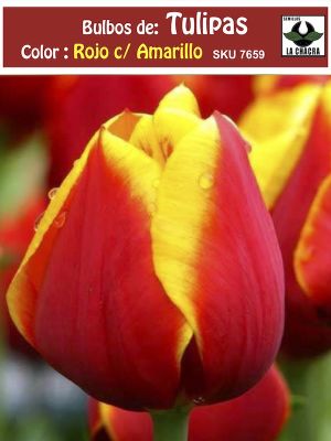 Bulbos de Tulipas. Color: Rojo c/Amarillo . Calibre 12-14