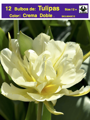 1 Docena de Bulbos Tulipas  Color: Crema Doble Calibre 12 +