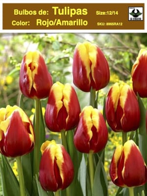 1 Docena de Bulbos Tulipas Color: Rojo/Amarillo . Calibre 12+