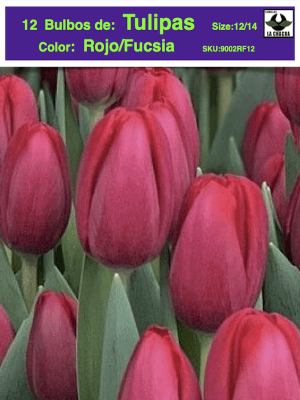 12 Bulbos Tulipas Color: Rojo/Fucsia . Calibre 12 +