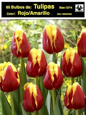 5 Docenas de Bulbos Tulipas Color: Rojo/Amarillo. Calibre 12+