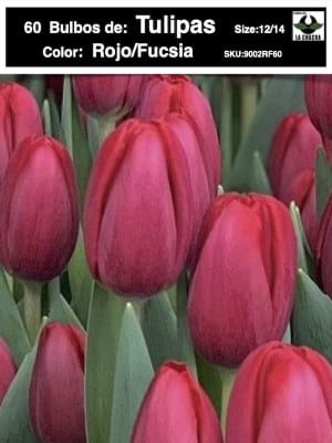 5 Docenas de Bulbos Tulipas Color: Rojo/Fucsia. Calibre 12-14