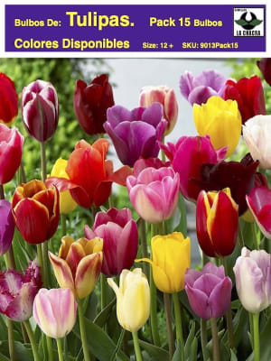 Pack 15 Bulbos Tulipas  Calibre 12-14
