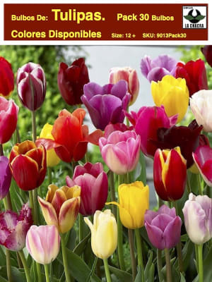 Pack 30 Bulbos Tulipas  Size:12/14