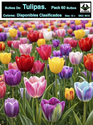 5 Docenas de Bulbos Tulipas 12 Colores Disponibles Calibre 12-14