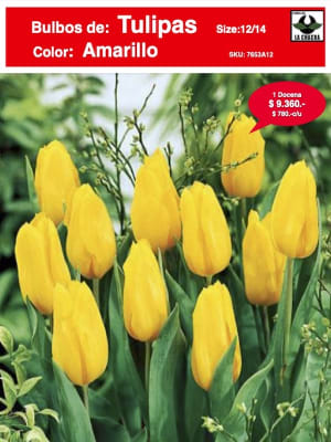 1 Docena de Bulbos Tulipas Color: Amarillo . Calibre 12-14