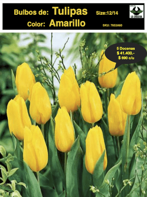 5 Docenas de Bulbos Tulipas Color: Amarillo . Calibre 12-14