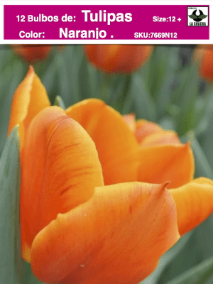 1 Docena de Bulbos Tulipas Color: Naranjo . Calibre 12-14